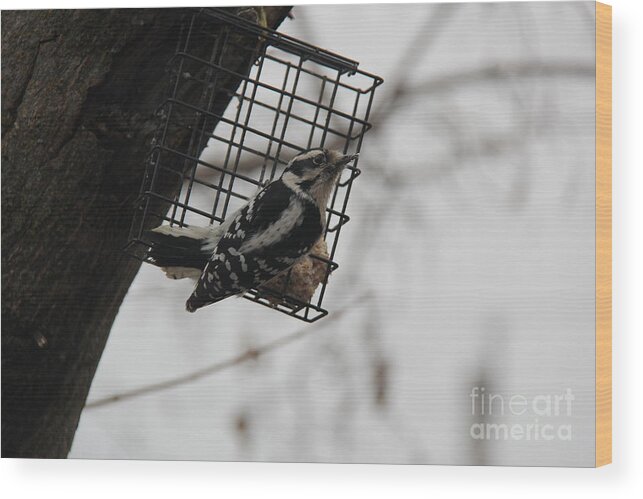 Downy Woodpecker Wood Print featuring the photograph Downy Woodpecker by Yumi Johnson