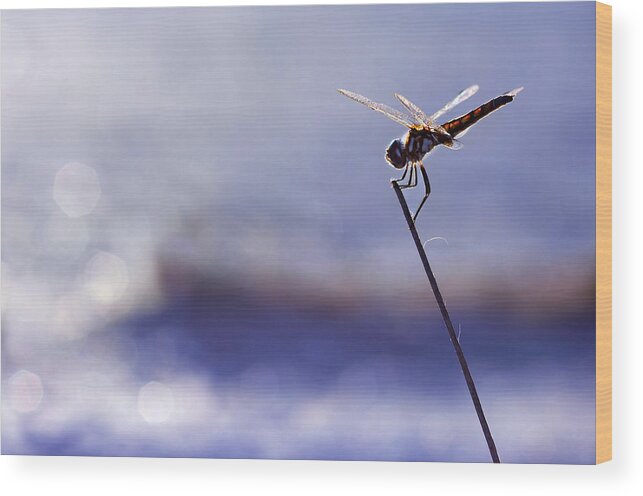 Dragonfly Wood Print featuring the photograph Dragonfly Blue by Laura Fasulo