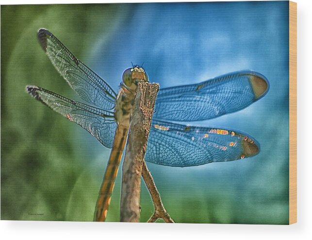 Dragonfly Wood Print featuring the photograph Dragonfly by Dennis Baswell
