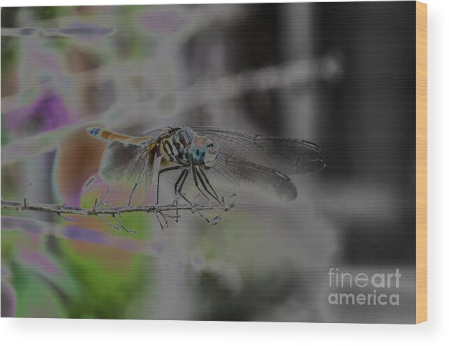 Insect Wood Print featuring the photograph Dragonfly by Donna Brown
