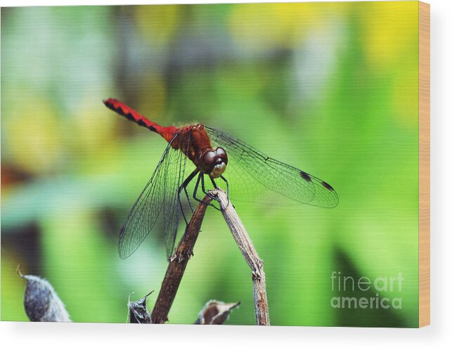 Wings Wood Print featuring the photograph Dragonfly Hard at Work by Kevin Fortier