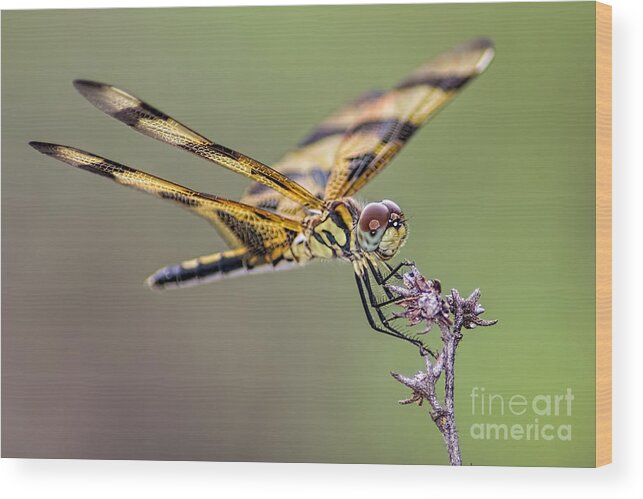 Dragonfly Wood Print featuring the photograph The Halloween Pennant Dragonfly by Olga Hamilton