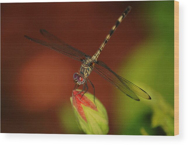 Dragonfly Wood Print featuring the photograph Dragonfly on Hibiscus by Leticia Latocki