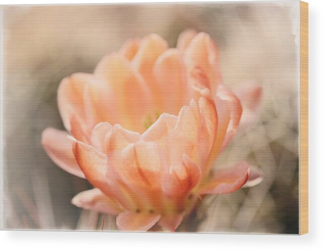 Cactus Wood Print featuring the photograph Dreaming... Just Dreaming by Lucinda Walter
