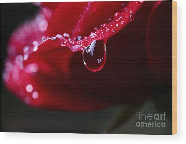 Rose Flower Wood Print featuring the photograph Dreams On The Edge by Michael Eingle