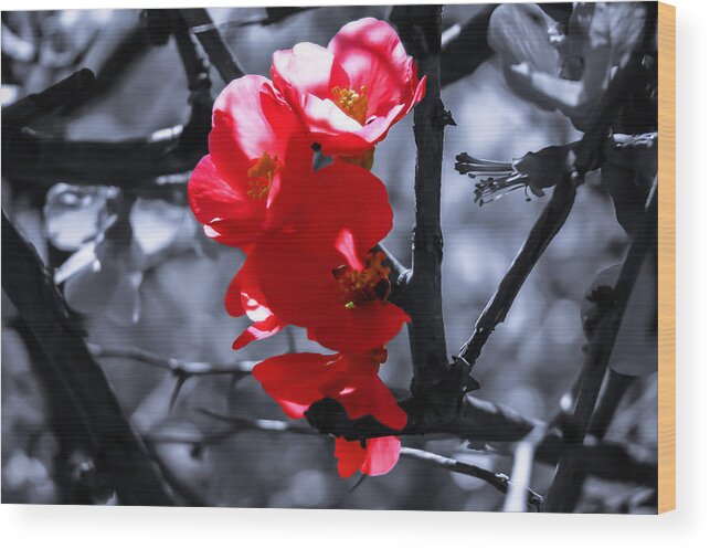 Red Flower Wood Print featuring the photograph Dreamtime Magic by AM FineArtPrints
