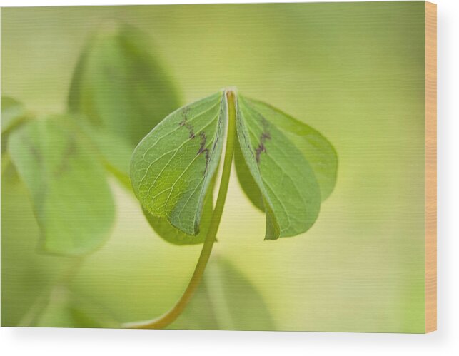 Oxalis Wood Print featuring the photograph Dressed Up by Marilyn Cornwell