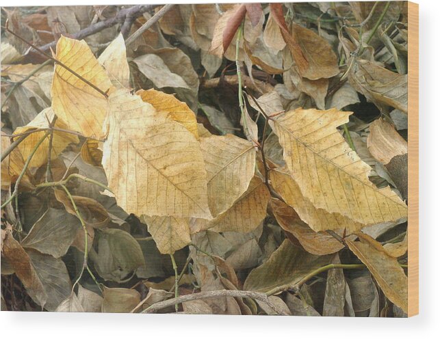 Leaves Wood Print featuring the photograph Dried Leaf Still Life by Suzanne Powers