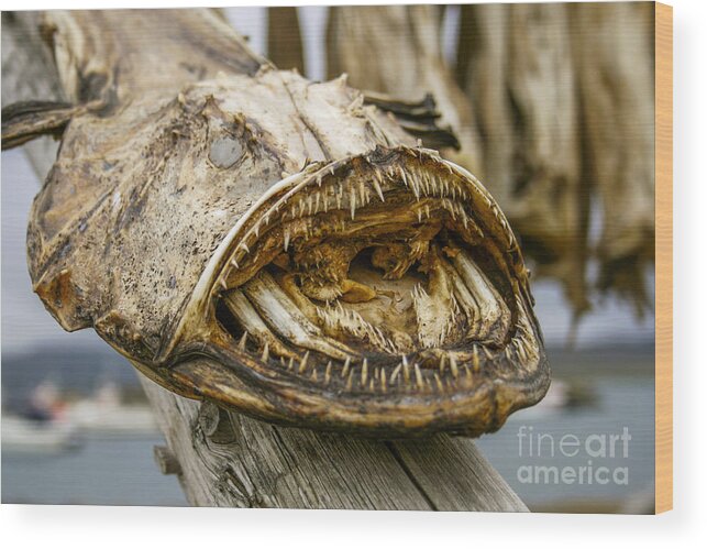 Angler-fish Wood Print featuring the photograph Dried angler- or monkfish by Patricia Hofmeester