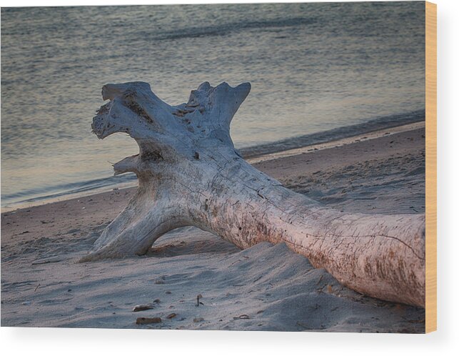 Bay Wood Print featuring the photograph Driftwood at Dawn 1 by Leah Palmer