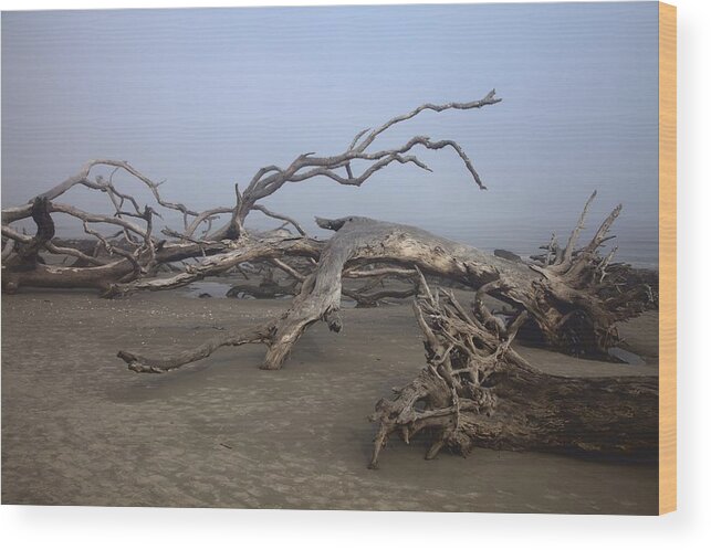 11384 Wood Print featuring the photograph Driftwood Trees on Jekyll Island by Gordon Elwell