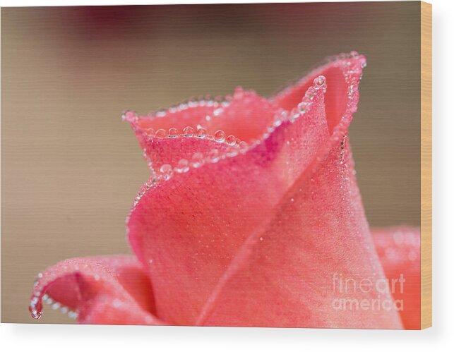 Freshness Wood Print featuring the photograph Drop Of Water On Rose by Tosporn Preede