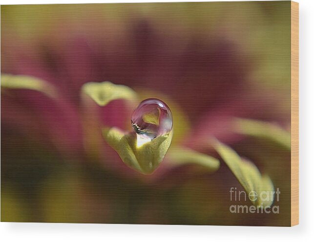 Michelle Meenawong Wood Print featuring the photograph Drop On Petal by Michelle Meenawong