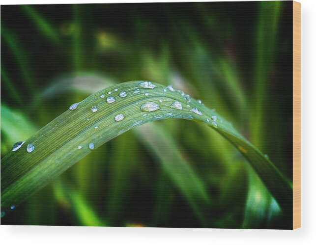 Water Wood Print featuring the photograph Droplets on a Leaf by Barry O Carroll