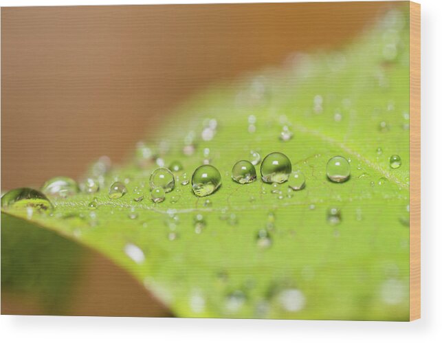 Outdoors Wood Print featuring the photograph Droplets On A Leaf by Michael Phillips