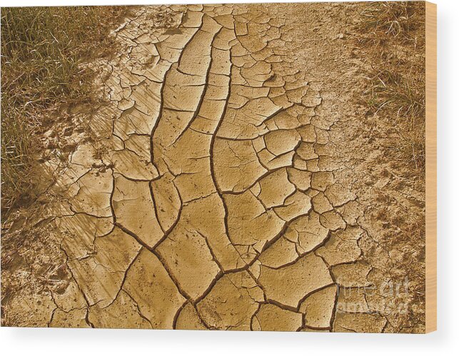 Dry Lands Wood Print featuring the photograph Dry Lands by Boon Mee