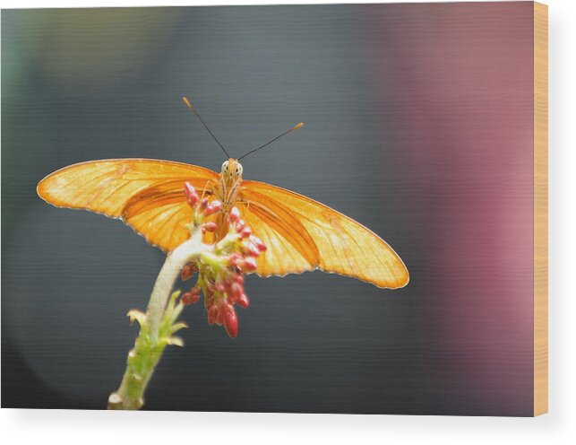 Butterfly Wood Print featuring the photograph Dryas julia by Joseph Smith
