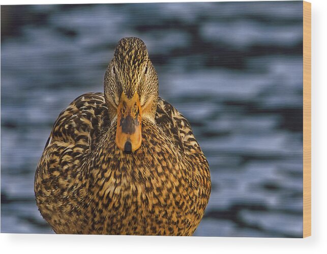 Animal Wood Print featuring the photograph Duck by Brian Cross