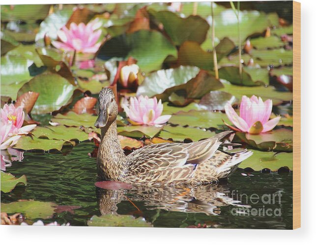 Lilies Wood Print featuring the photograph Duck in the Water Lilies by Amanda Mohler