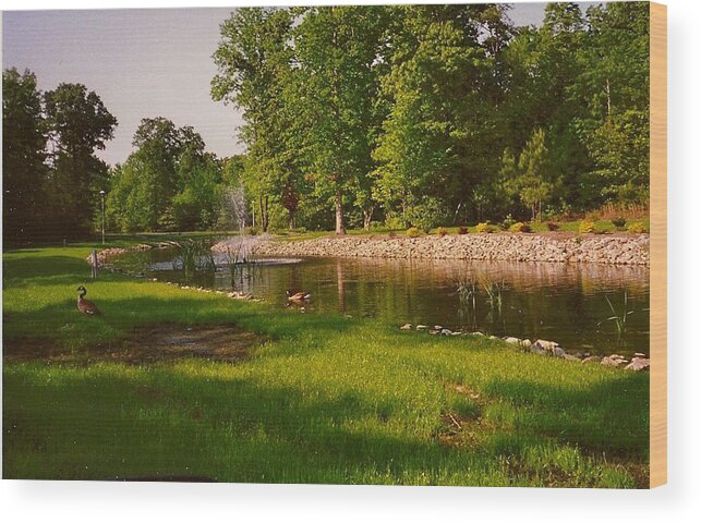 Ducks Wood Print featuring the photograph Duck Pond With Water Fountain by Chris W Photography AKA Christian Wilson