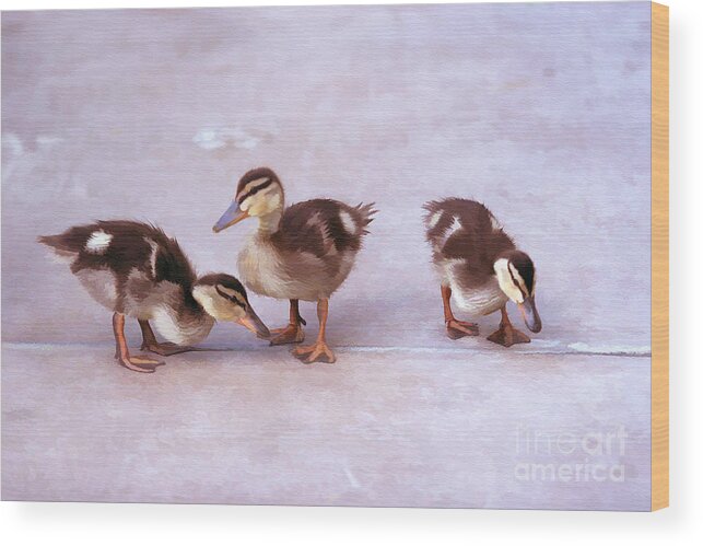 Ducks Wood Print featuring the photograph Ducks In A Row by Clare VanderVeen