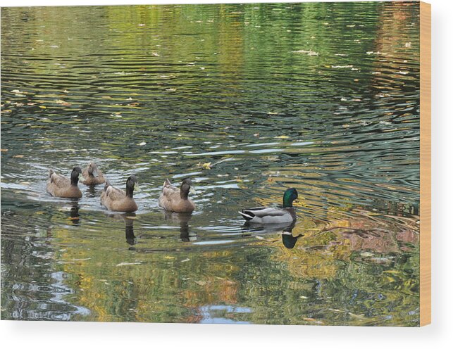 Ducks Wood Print featuring the photograph Ducks in a row by Diane Lent