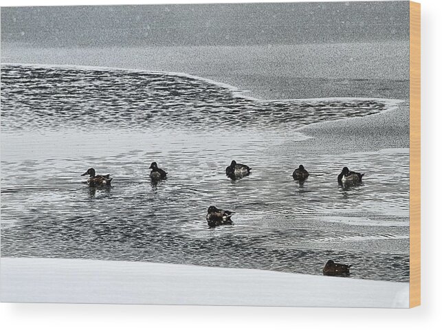 Mallards Wood Print featuring the photograph Ducks in Open Water by Jacqui Binford-Bell