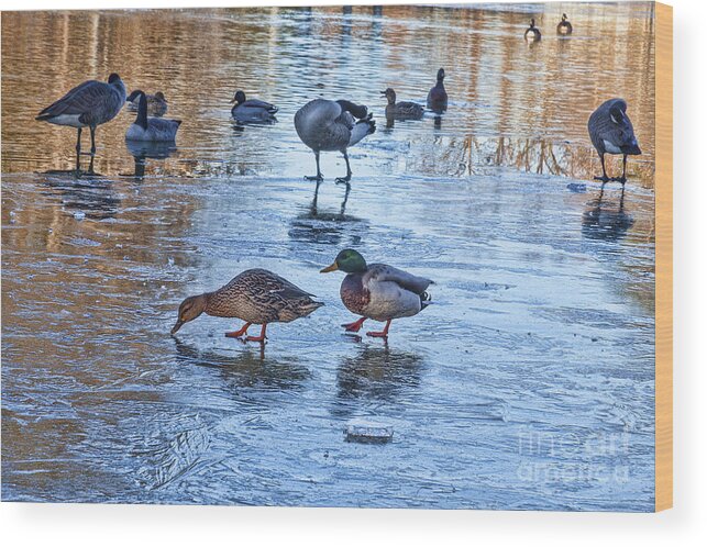 Mallard Duck Wood Print featuring the photograph Ducks on Ice by Diane Macdonald