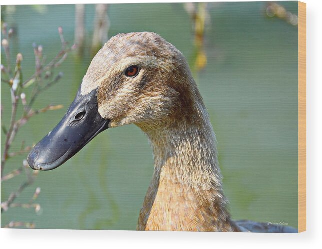 Duck Wood Print featuring the photograph Ducky by Christina Ochsner