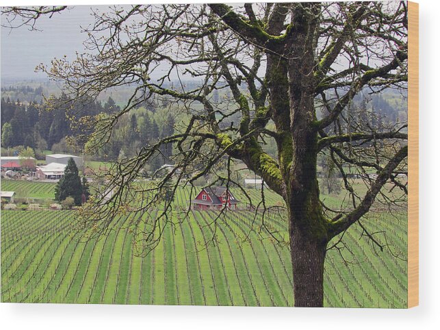 Dundee Hills Wood Print featuring the photograph Dundee Hills Wine Country by Elizabeth Rose