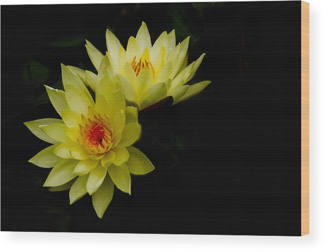 Water Lily Wood Print featuring the photograph Duo by Rebecca Cozart