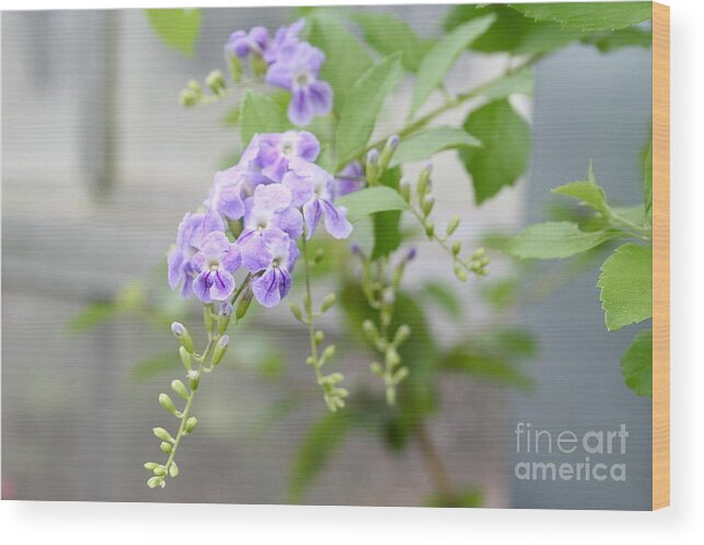 Duranta Wood Print featuring the photograph Duranta by Rosemary Aubut
