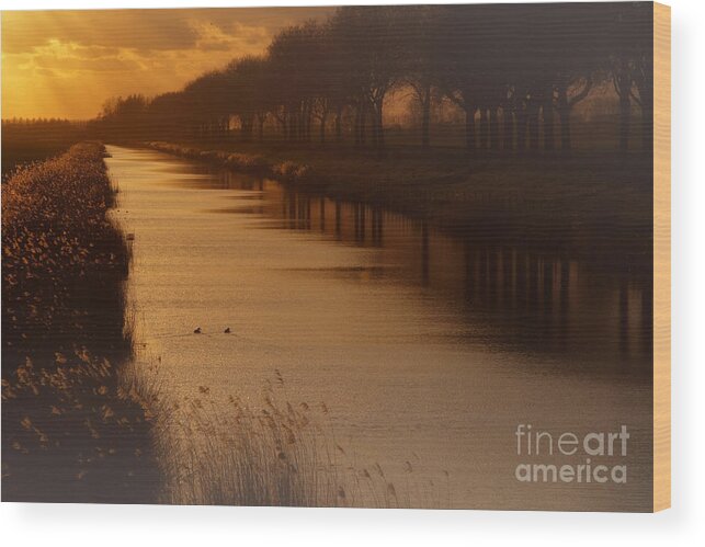 Dutch Wood Print featuring the photograph Dutch landscape by Nick Biemans
