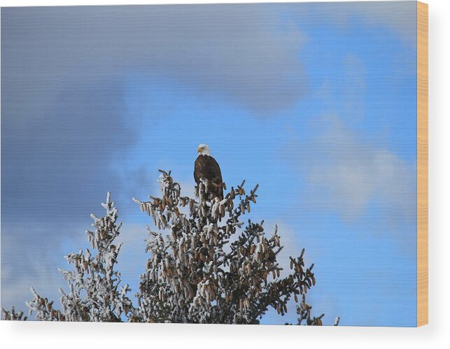 Eagle Wood Print featuring the photograph Eagle In Frosty Pine by Trent Mallett
