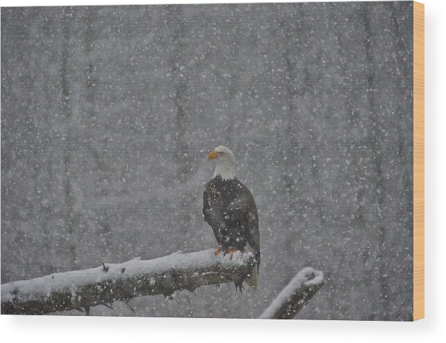 Bald Eagle In Snow Photographs Wood Print featuring the photograph Eagle in snow - 3 by Hisao Mogi