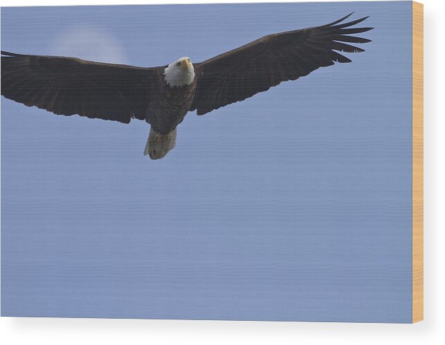 Alaska Wood Print featuring the photograph Eagle Moon by Jack R Perry