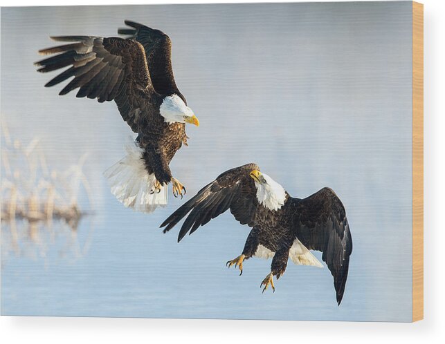 Eagles Wood Print featuring the photograph Eagle Showdown by Michael Ash