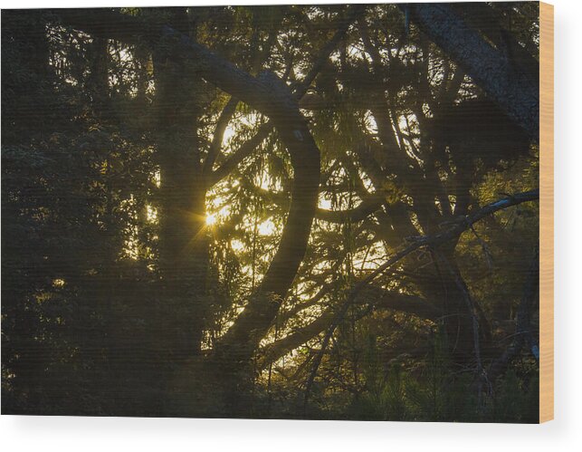Yosemite Wood Print featuring the photograph Ear Drum by Brian Williamson