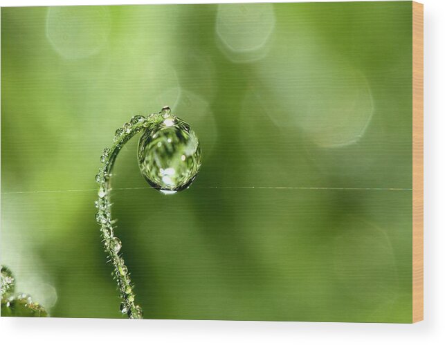 Grass Wood Print featuring the photograph Early Morning Dew by Sharon Johnstone