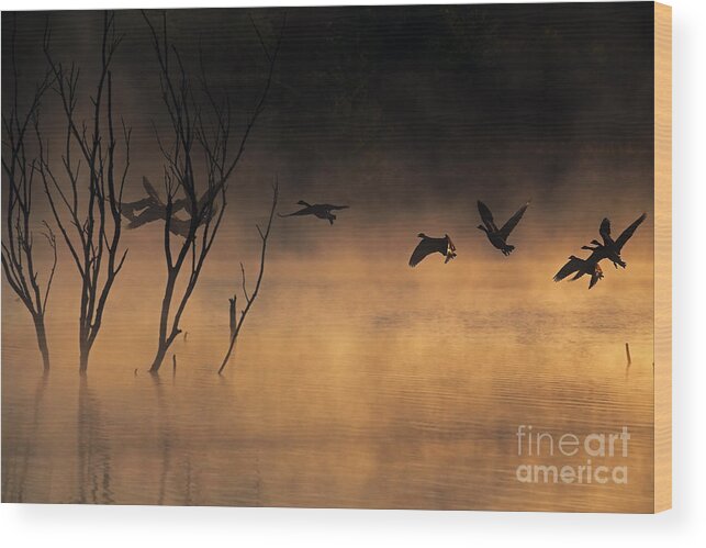 Lake Wood Print featuring the photograph Early Morning Flight by Elizabeth Winter