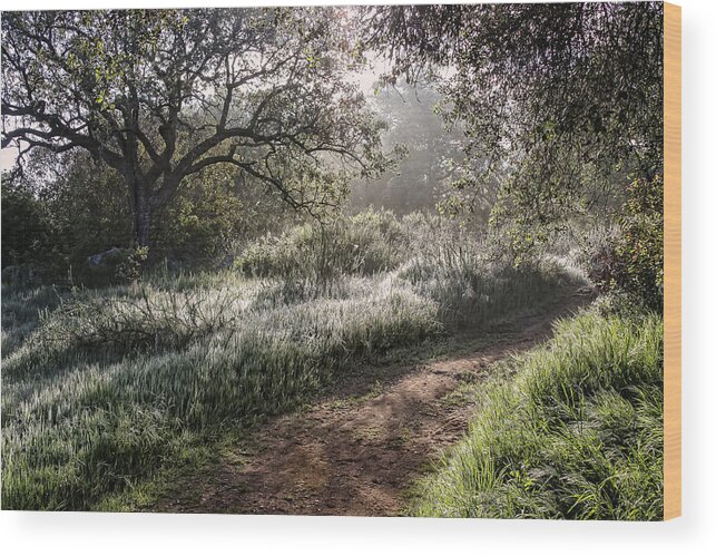 Sunlight Wood Print featuring the photograph Early Morning Path by Dave Hall