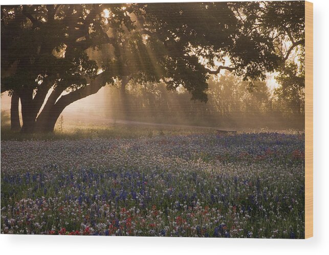 Bluebonnet Wood Print featuring the photograph Early Morning Rays by Eggers Photography