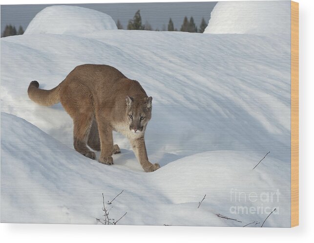 Cougar Wood Print featuring the photograph Early Morning Survey by Sandra Bronstein