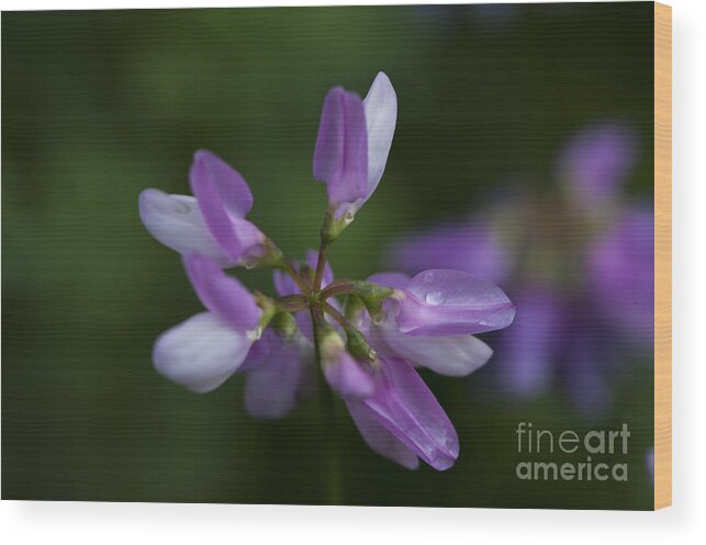 Purple Wildflower Wood Print featuring the photograph Early Riser by Dan Hefle