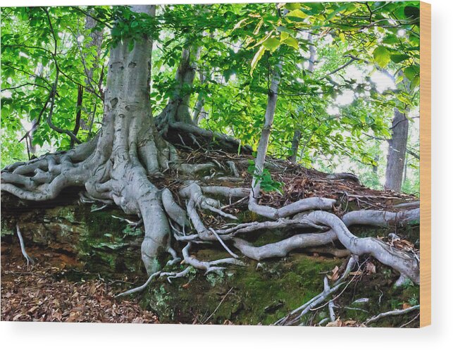 New Jersey Wood Print featuring the photograph Earth Tree and Roots by Louis Dallara