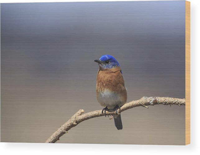 Gary Hall Wood Print featuring the photograph Eastern Bluebird 3 by Gary Hall