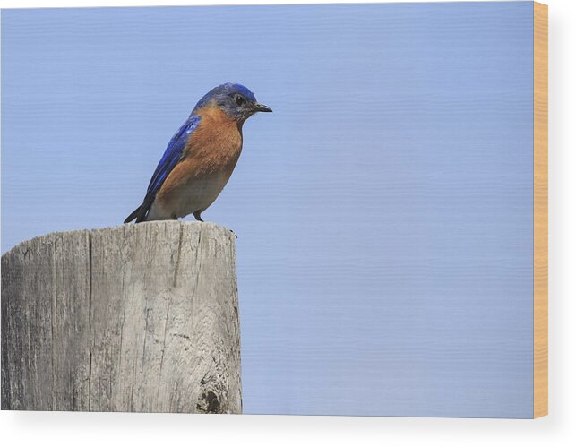 Gary Hall Wood Print featuring the photograph Eastern Bluebird 4 by Gary Hall