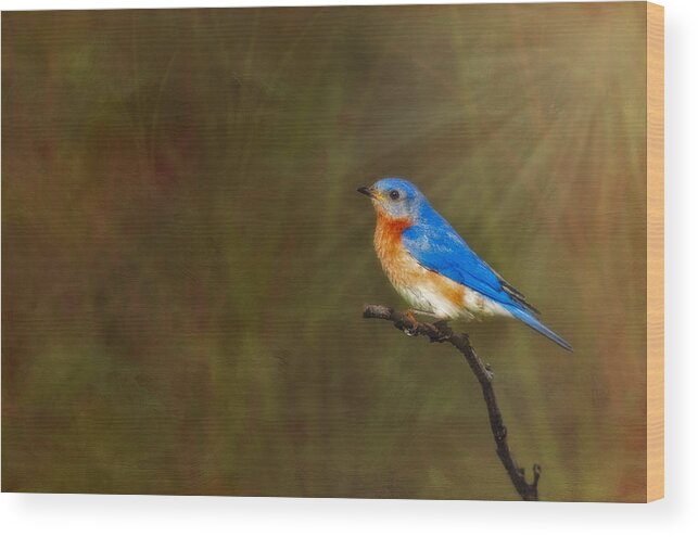 Eastern Bluebird Wood Print featuring the photograph Eastern Bluebird In The Prairies by Susan Candelario