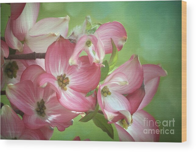 Digital Painting Wood Print featuring the painting Eastern Dogwood II by Beve Brown-Clark Photography