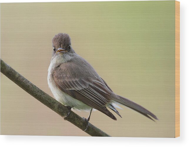 Eastern Phoebe Wood Print featuring the photograph Eastern Phoebe by Bill Wakeley